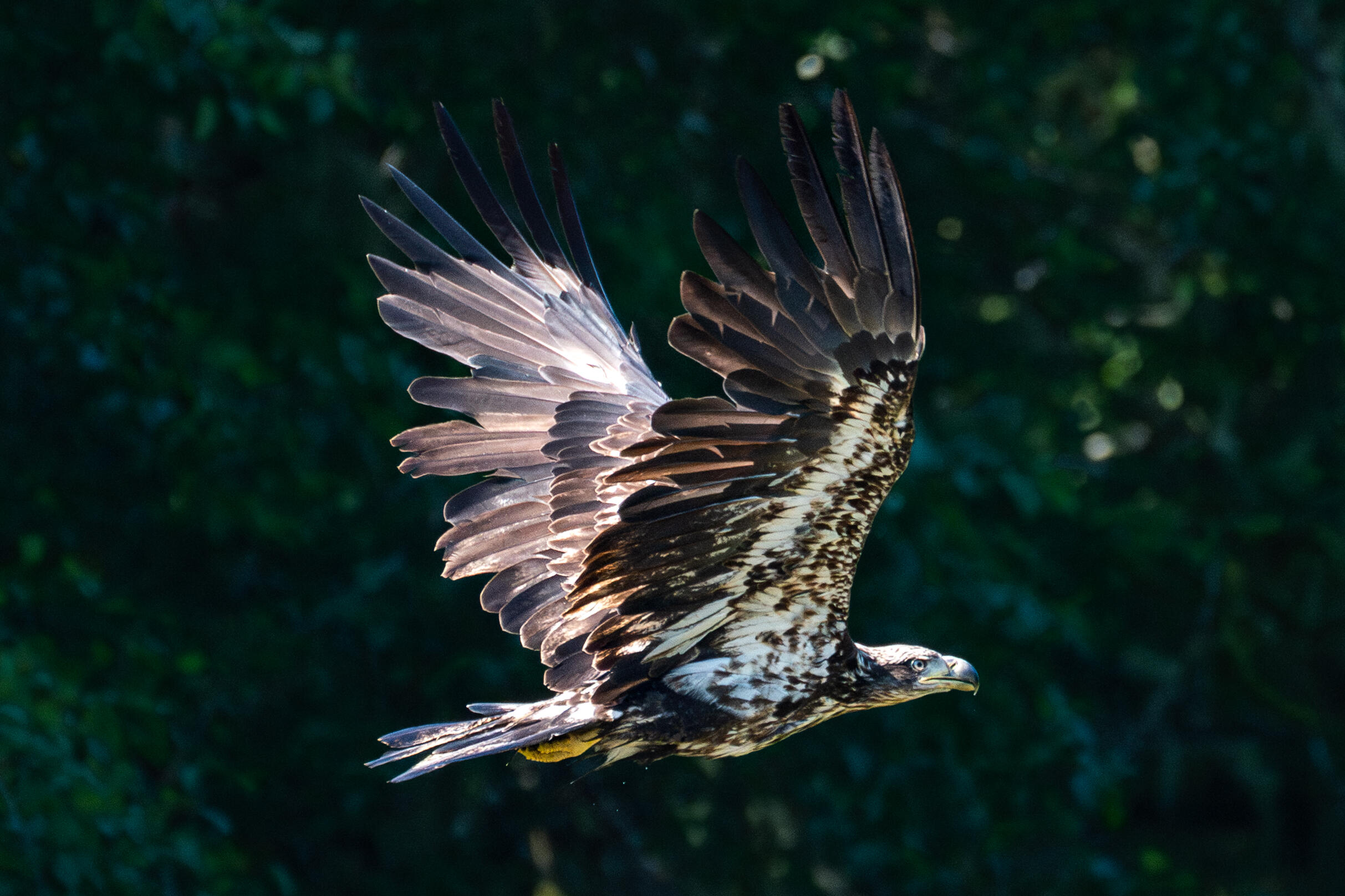 Bald eagle watching salmon